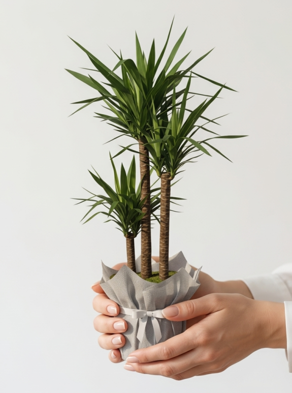 3'Lü İthal Yucca Çiçeği
