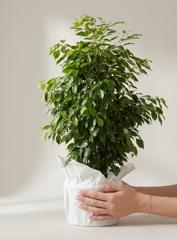 Büyük Boy Ficus Benjamin